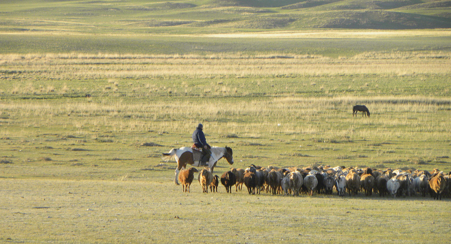 Cow herding on the Eurasian Steppe; courtesy of Magdalena Stawkowski